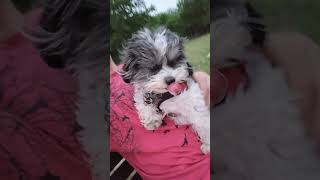 windy at dogpark shipoo shihtzu dog [upl. by Nylyoj]