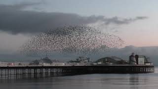 Starling murmuration in Brighton 06012021 [upl. by Joyan]