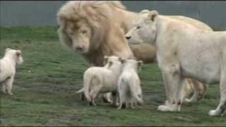 White Lion Cubs birth part 2  starting to eat [upl. by Rovaert]