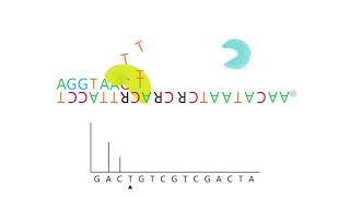 Animation pyrosequencing reaction [upl. by Entirb]