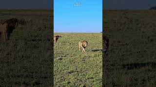 Lion Brothers Stroll Past  Wildlife ShortsAfrica YouTubeChamps [upl. by Eadie]