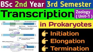 Transcription in Prokaryotes in HindiInitiation Elongation and TerminationTranscription in Hindi [upl. by Lenwood]