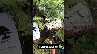 Picea abies prebonsai irunbonsaicom [upl. by Seftton]