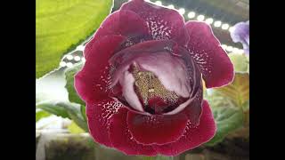 Gloxinia 3 October 2024 [upl. by Cedric]