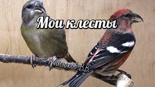 Клесты Мои птицы My crossbills [upl. by Mano]