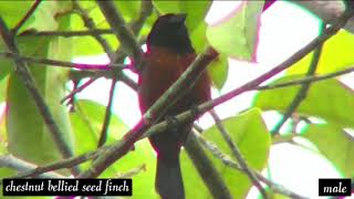 Suara Kicauan Burung Picolet Asli untuk Masteran  chestnutbellied seed finch [upl. by Brennen]