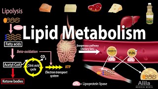 Lipid Fat Metabolism Overview Animation [upl. by Howey705]