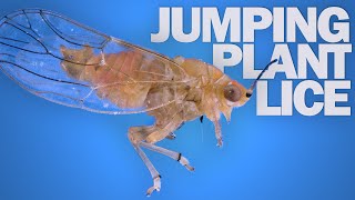 Jumping Plant Lice The Fastest FrontFlipping Insects [upl. by Ameerak]