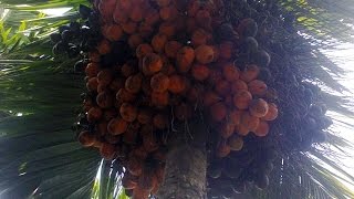 Jual Bibit Pinang Unggul Pinang Betara Pinang Thailand Pinang Hybrida 085355498758 [upl. by Daeriam]