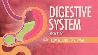 Digestive System Part 2 Crash Course Anatomy amp Physiology 34 [upl. by Achorn]