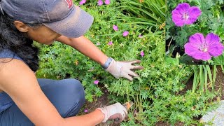 How To Prune Hardy Cranesbill Geranium  Cutting Back Geranium Sanguineum [upl. by Dnomaid]