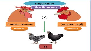 Exercice génétique des diploïdes dihybridisme gène lié au sexe [upl. by Baniaz792]