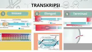 MATERI SINTESIS PROTEIN [upl. by Loriner771]