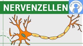 Bau amp Funktion von Nervenzellen  Nervensystem einfach erklärt  Neurobiologie [upl. by Rosdniw155]