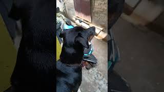 Rottweiler Bark😡 doglover rottweilerlove rottweilerlife original barkytshorts subscribe [upl. by Asirral578]