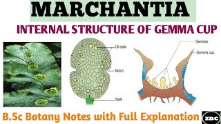 MARCHANTIA  Internal Structure of GEMMA CUP  Bsc Botany Notes with Full Explanation ZBC [upl. by Gennaro]