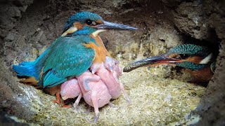 Tension Inside Kingfisher Nest  4K  Discover Wildlife  Robert E Fuller [upl. by Jerol]