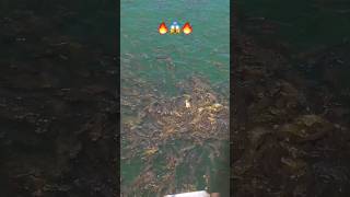 tremendo cardumen de peces look at the large number of fish 😱🔥 [upl. by Zsolway227]