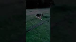 Whippet play with German shepherd and Husky new youtubeshorts [upl. by Phi]