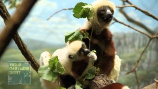 Baby Sifaka Lemur at the Wildlife Conservation Society Bronx Zoo [upl. by Bayard]