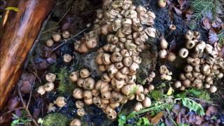 Compost mushrooms and Elephant voles 29 11 16 [upl. by Daphna478]