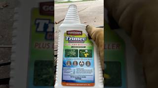 Fall Lawn Weed Killer backpacksprayer weedcontrol weedkiller [upl. by Dale]