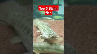 Top 5 Bichir fish  Tamil top5 bichirfish aquariumfish shorts youtubeshorts ytshorts tamil [upl. by Nehr]