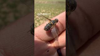 Handling a Hoverfly 🪰 [upl. by Woodhouse367]