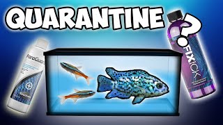 How Quarantining Fish Could Wipe Out Your Aquarium [upl. by Reibaj181]