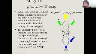 Insight on Phototrophic bacteria [upl. by Berl]