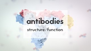 Therapeutic antibodies Part 1 structure amp function [upl. by Rollin]