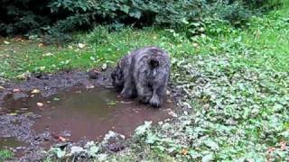 5 month old Bouvier Des Flandres Puppy [upl. by Samid]