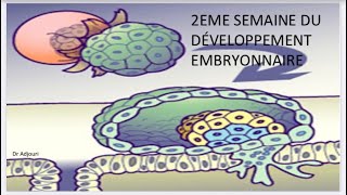 ✅Embryologie7 2eme Semaine du development بطريقة بسيطة و سهلة اجي تفهم و تحفظ 🤓 [upl. by Faythe]