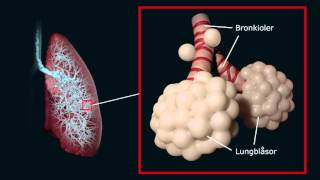 Hur andningen fungerar [upl. by Ebbarta]