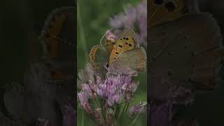 motyl czerwończyk żarek  Lycaena phlaeas Small copper butterfly  butterflies motyle [upl. by Yalc237]