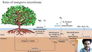 Mangrove and estuarine microbiome [upl. by Joyann606]