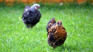 Backyard Chickens going into their Coop at Night [upl. by Philender]