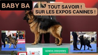 Tout Savoir sur les expositions canines de beauté – Documentaire [upl. by Atiuqahs]