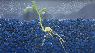 Time Lapse of Pea Shoot  Root Growth 1080P [upl. by Brenda]