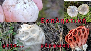 Ένα διαφορετικό αυγό Clathrus ruber 🙃🍄🥚 [upl. by Daisi]