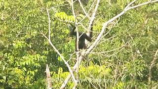 Agile Gibbon Hylobates agilis Phonescoping Kowa TSN 4 kowasportingoptics [upl. by Galven]