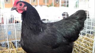 Australorp naine Exposition Avicole Blodelsheim 2016 [upl. by Dom555]