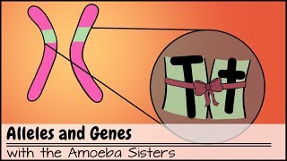 Alleles and Genes [upl. by Favin]