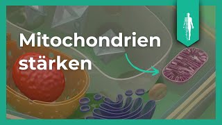 Mitochondrien stärken  So gehts  Diabetes behandeln  Martin Krowicki [upl. by Rowen]