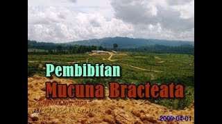 Pembibitan Mucuna Bracteata  Tanaman Kacangan Penutup Tanah  Perkebunan Kelapa Sawit [upl. by Mihsah]