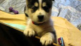 Husky Puppies at 5 weeks old whining for attention [upl. by Zetrauq]