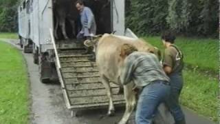 Alpenfleisch statt Tiere transportierenTeil 2 [upl. by Anerok958]