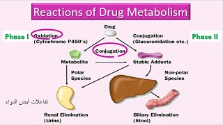 Reactions of Drug Metabolism تفاعلات أيض الدواء [upl. by Llenehs]