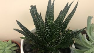 ✂️ Haworthia Propagation Harvest  Angels Grove Co [upl. by Aromas]