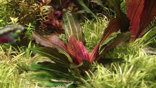 Echinodorus Hadi Red Pearl Variegated [upl. by Solram62]